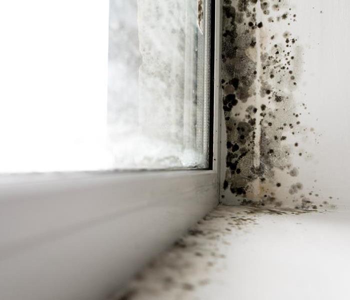 mold on window seal